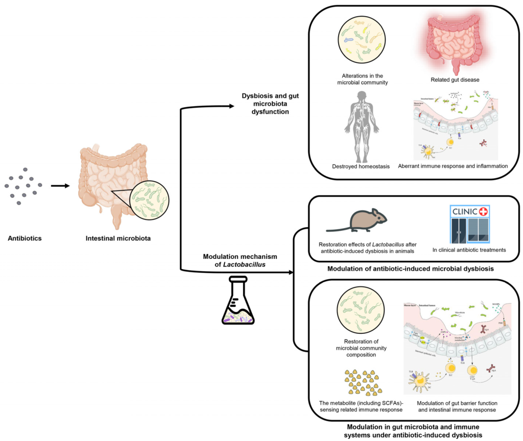Picture of: Microorganisms  Free Full-Text  Advances in Lactobacillus