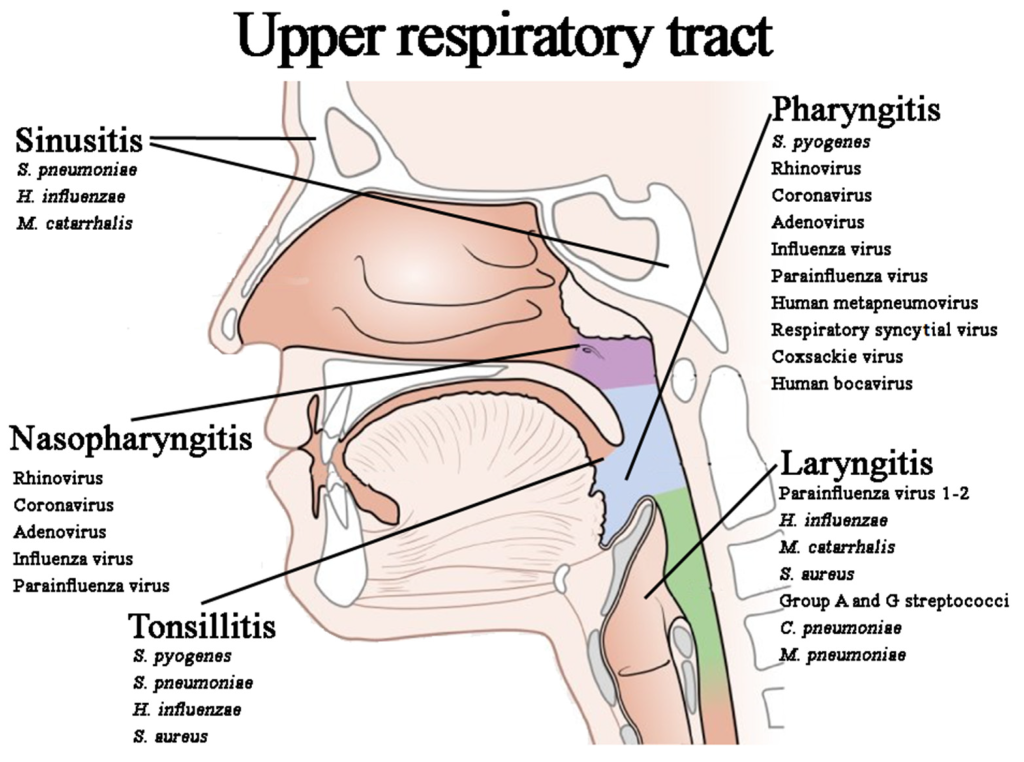 Picture of: Microorganisms  Free Full-Text  Respiratory Tract Infections and