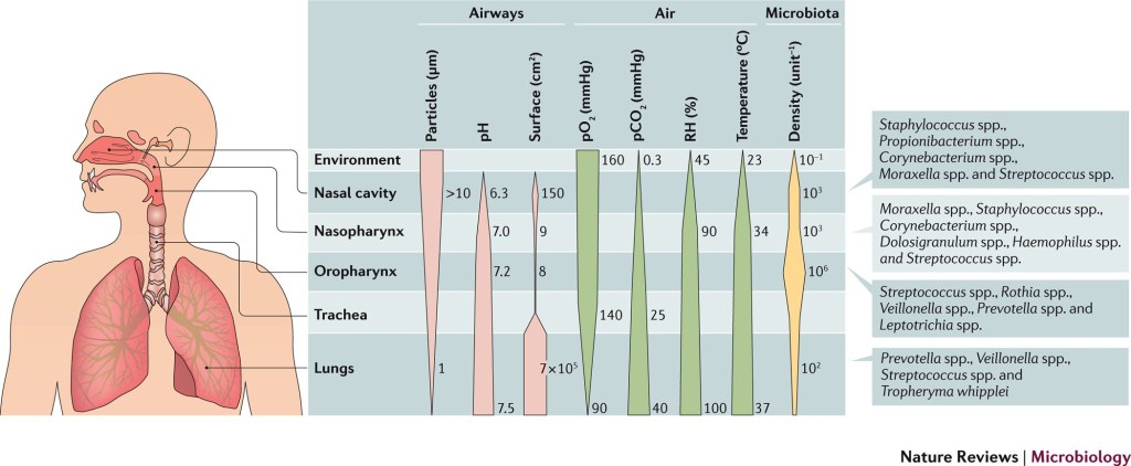 Picture of: The microbiota of the respiratory tract: gatekeeper to respiratory